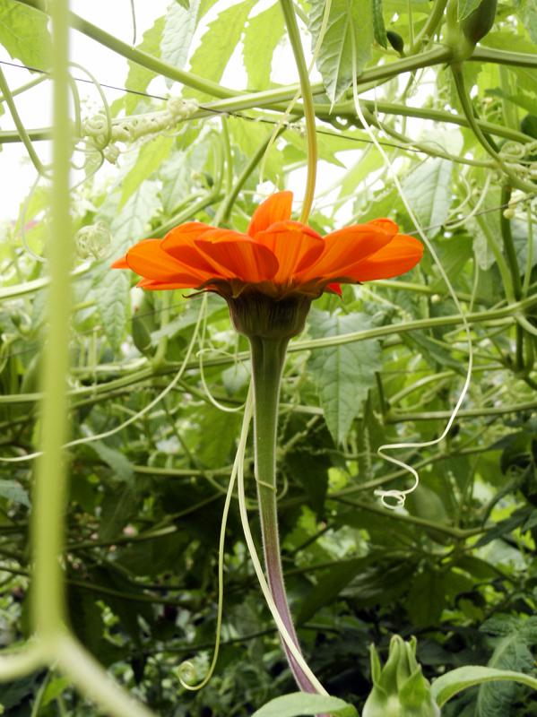 fleur-tithonia-rotundifolia.jpg