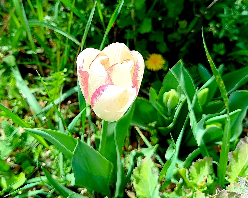 29 tulipe.jpg