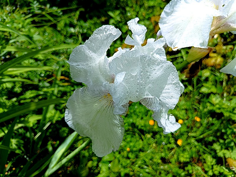9 iris blanc 2.jpg
