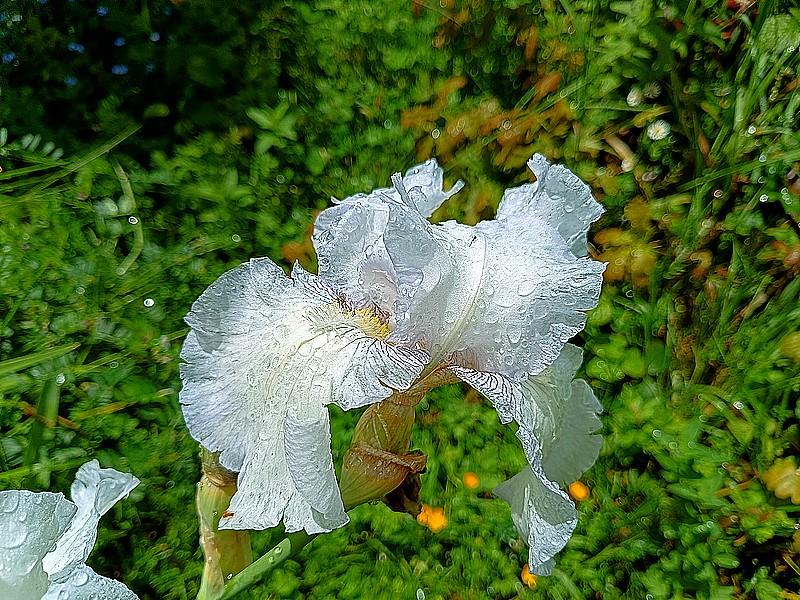 9 iris blanc.jpg